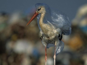 Convoca Congreso a primer concurso de fotograf&iacute;a por el medio ambiente; premio: 10 mil pesos 