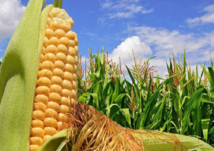 La autosuficiencia alimentaria es estrat&eacute;gica para el pa&iacute;s