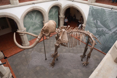 En Museo Regional de Tepic se exhibe osamenta de mamut