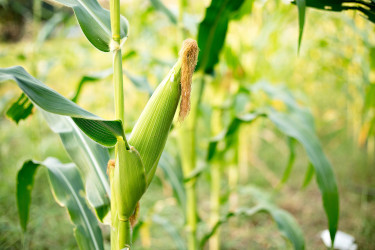 Las ciencias se vuelcan contra la humanidad en el capitalismo