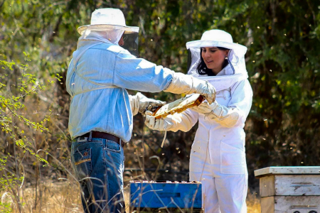 Ley de Protecci&oacute;n de Agentes Polinizadores y Fomento Ap&iacute;cola