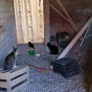 Gatitos que eran maltratados fueron rescatados por Bienestar Animal