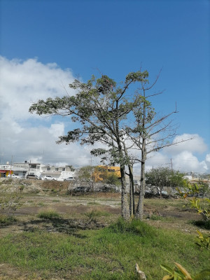 Hoy celebran el Día del Árbol