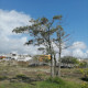 Hoy celebran el Día del Árbol